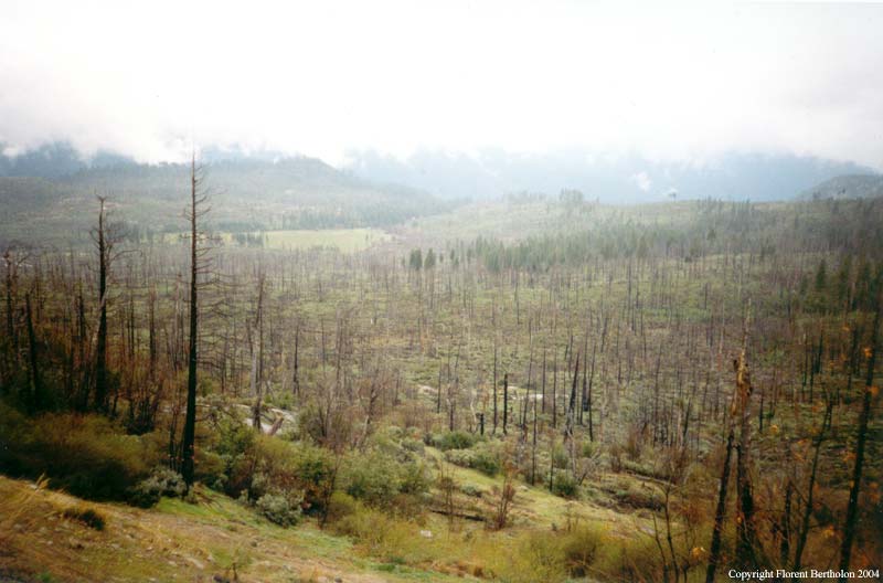La Californie: Parque du Yosemite